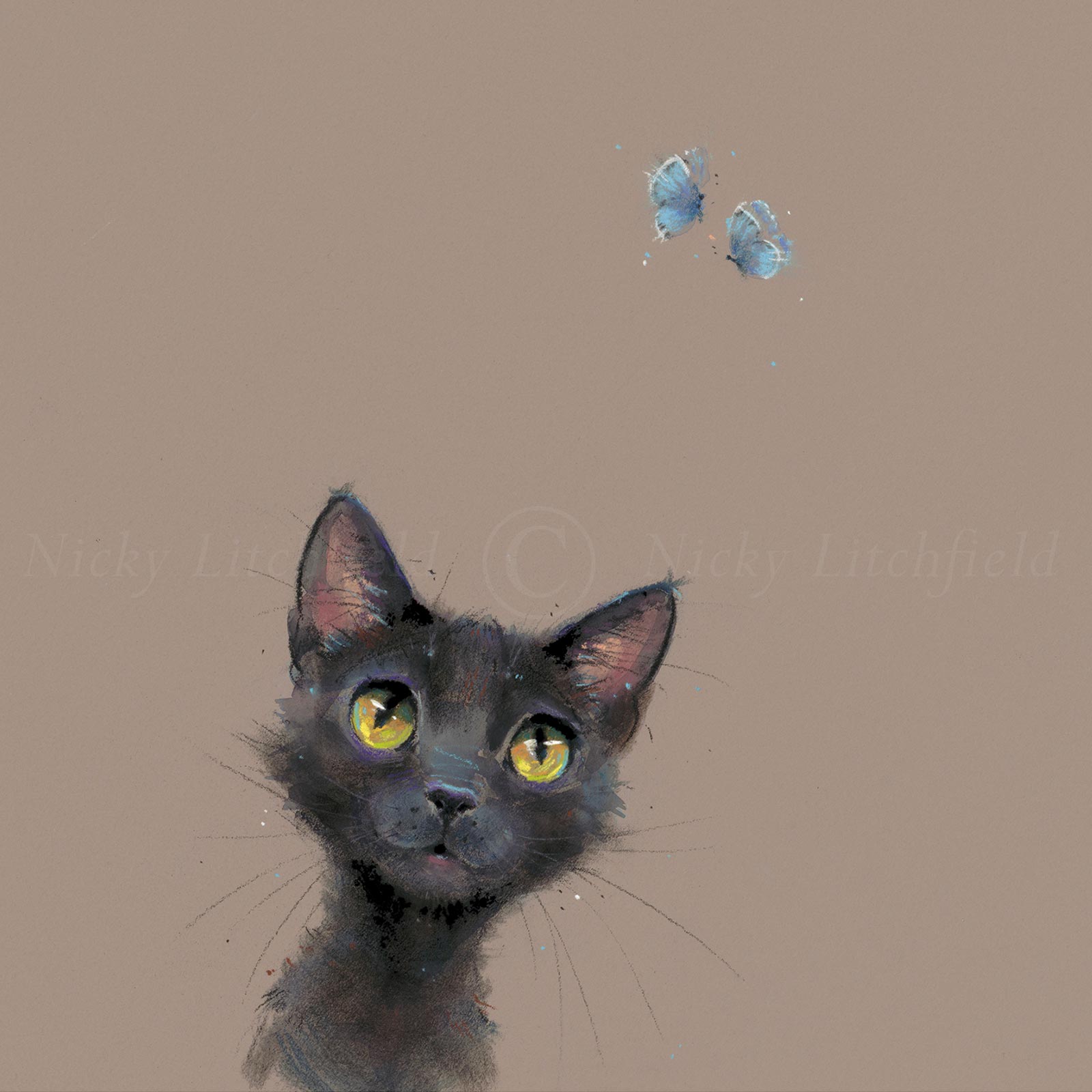 Butterflies, Black Cat