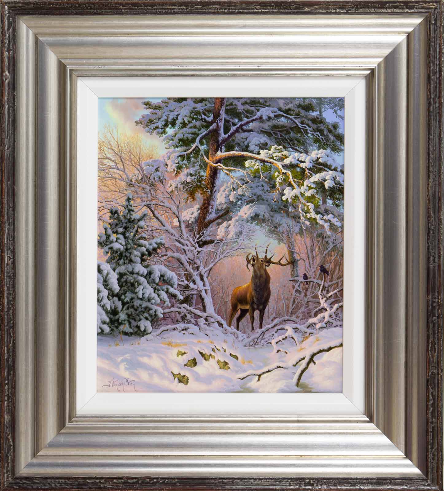 Red Deer at Mantles Heath, Northamptonshire