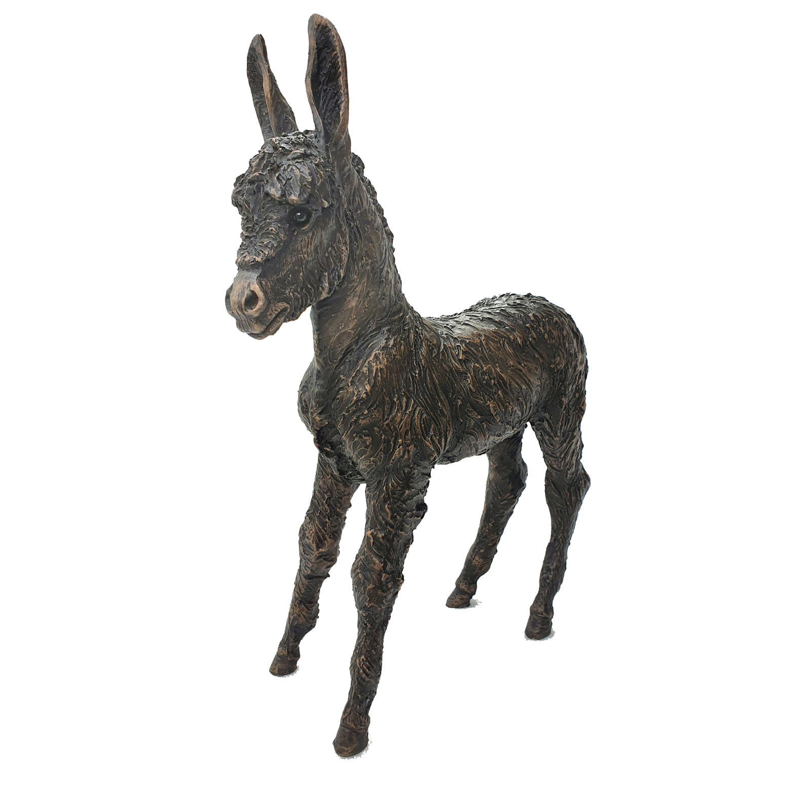 Bluebell, Donkey Foal Standing