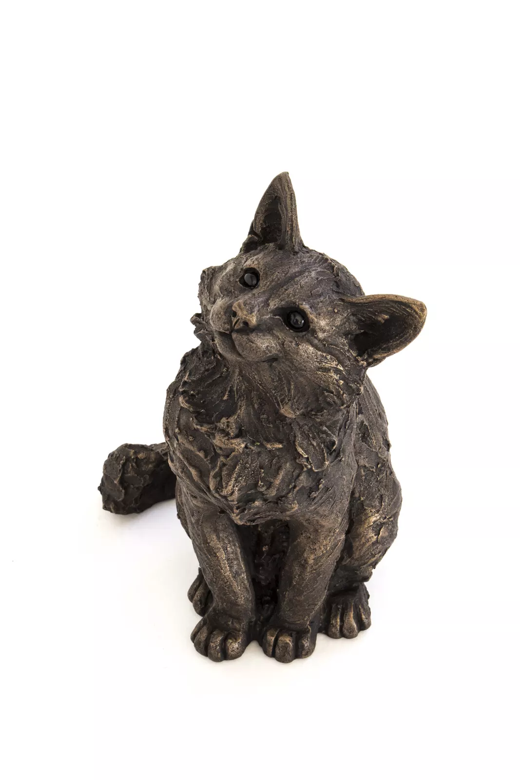 Raffy, Maine Coon Cat Sitting